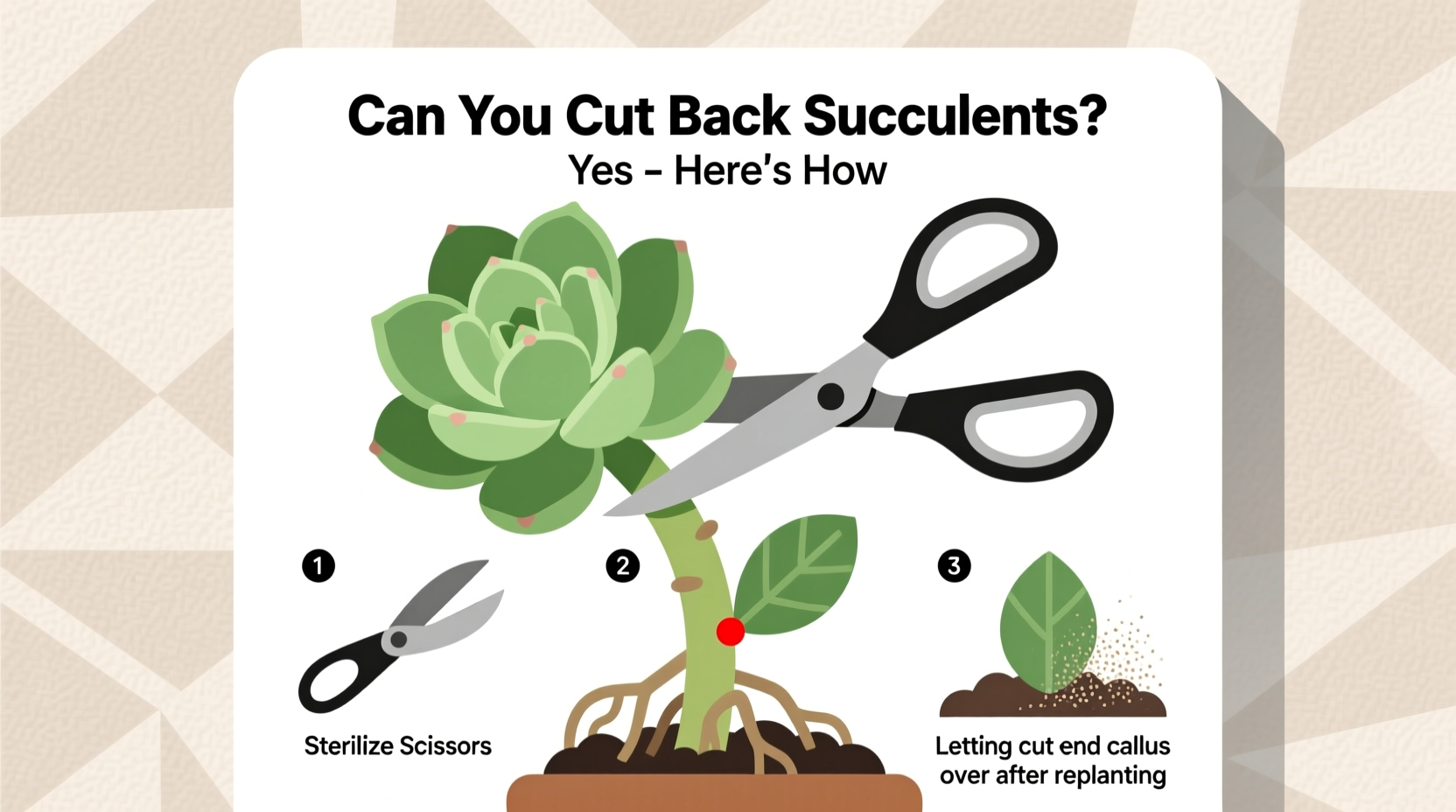 Can You Cut Back Succulents? Yes – Here's How
