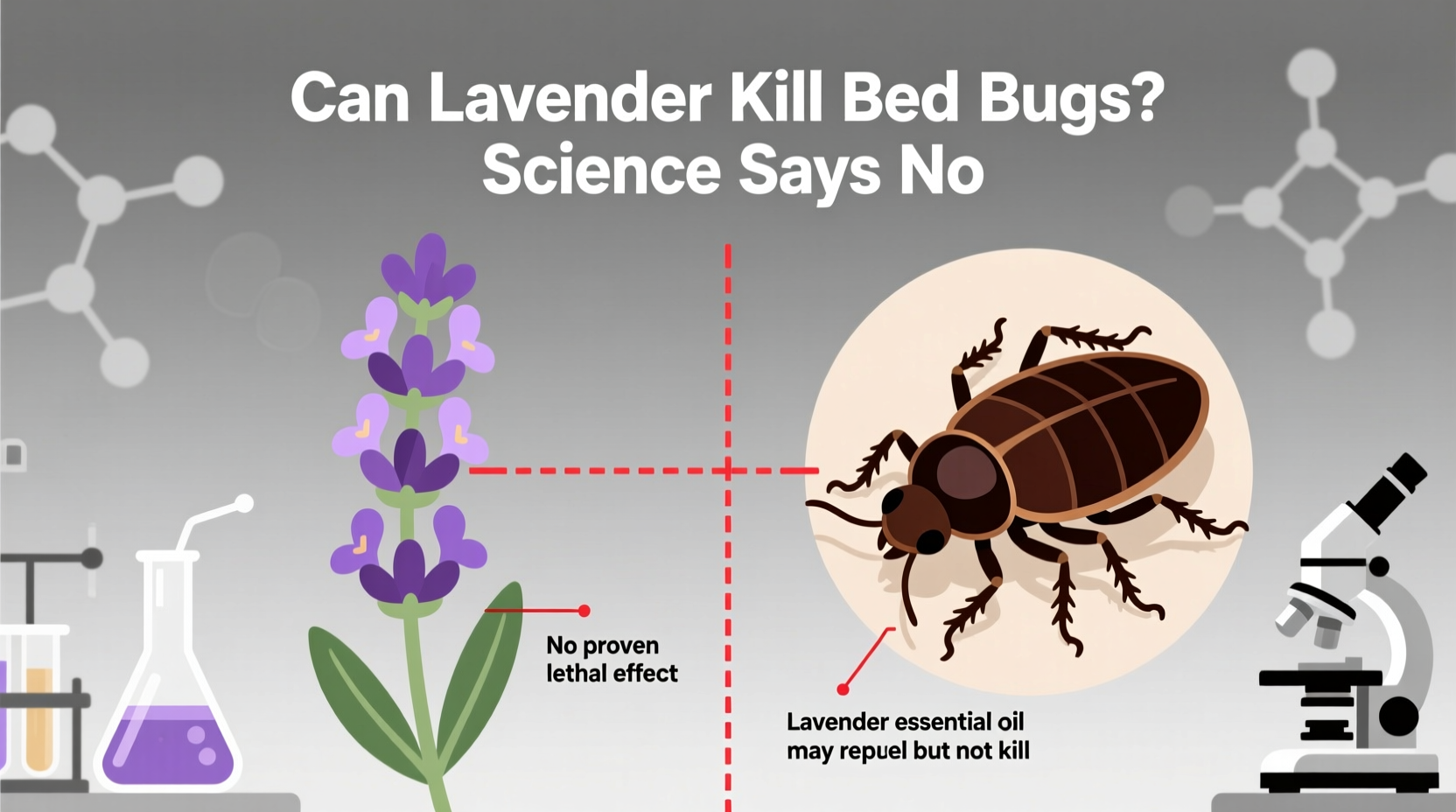 Can Lavender Kill Bed Bugs? Science Says No