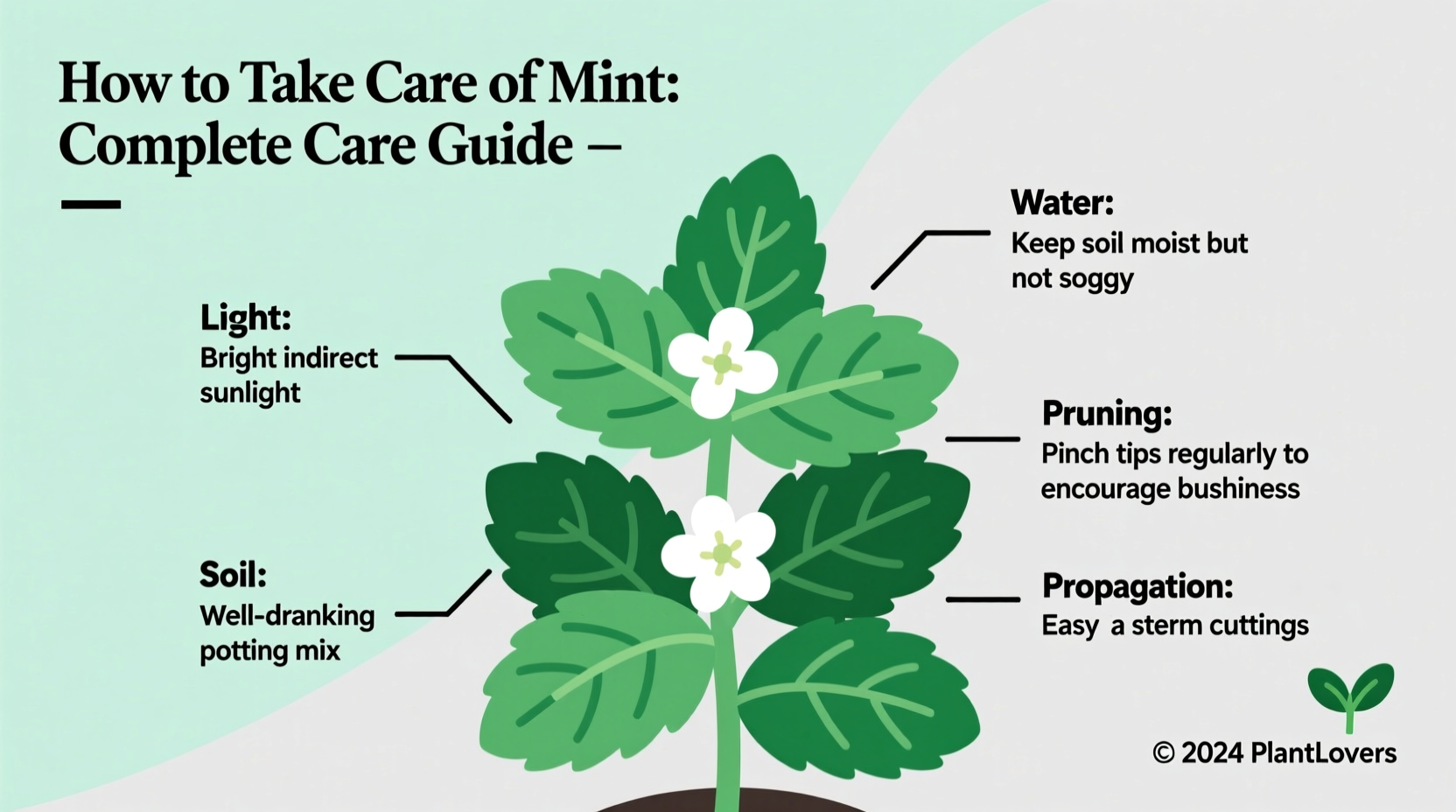 How to Take Care of Mint: Complete Care Guide