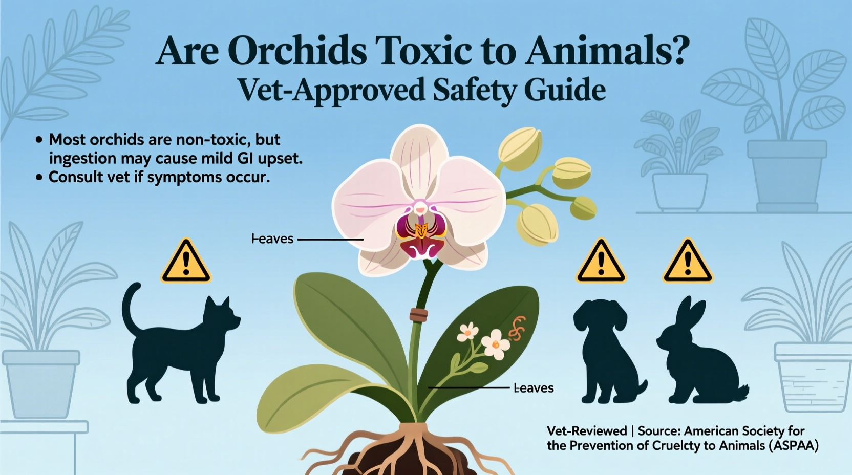 Are Orchids Toxic to Animals? Vet-Approved Safety Guide