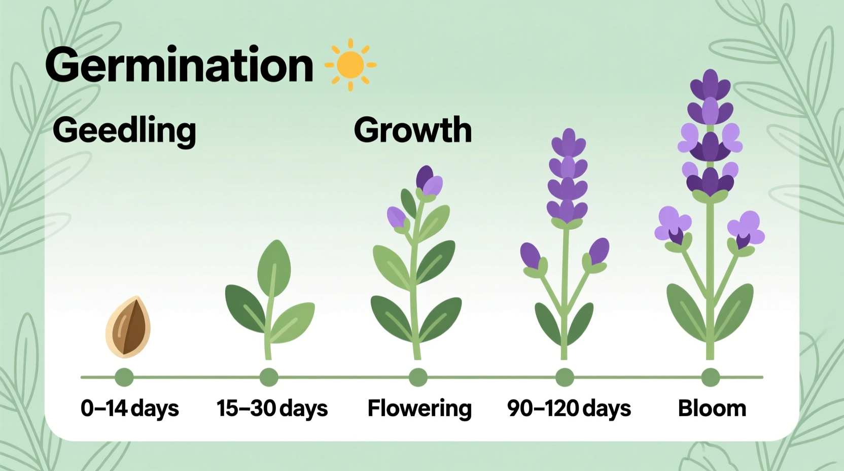 How Long Does It Take Lavender to Grow?
