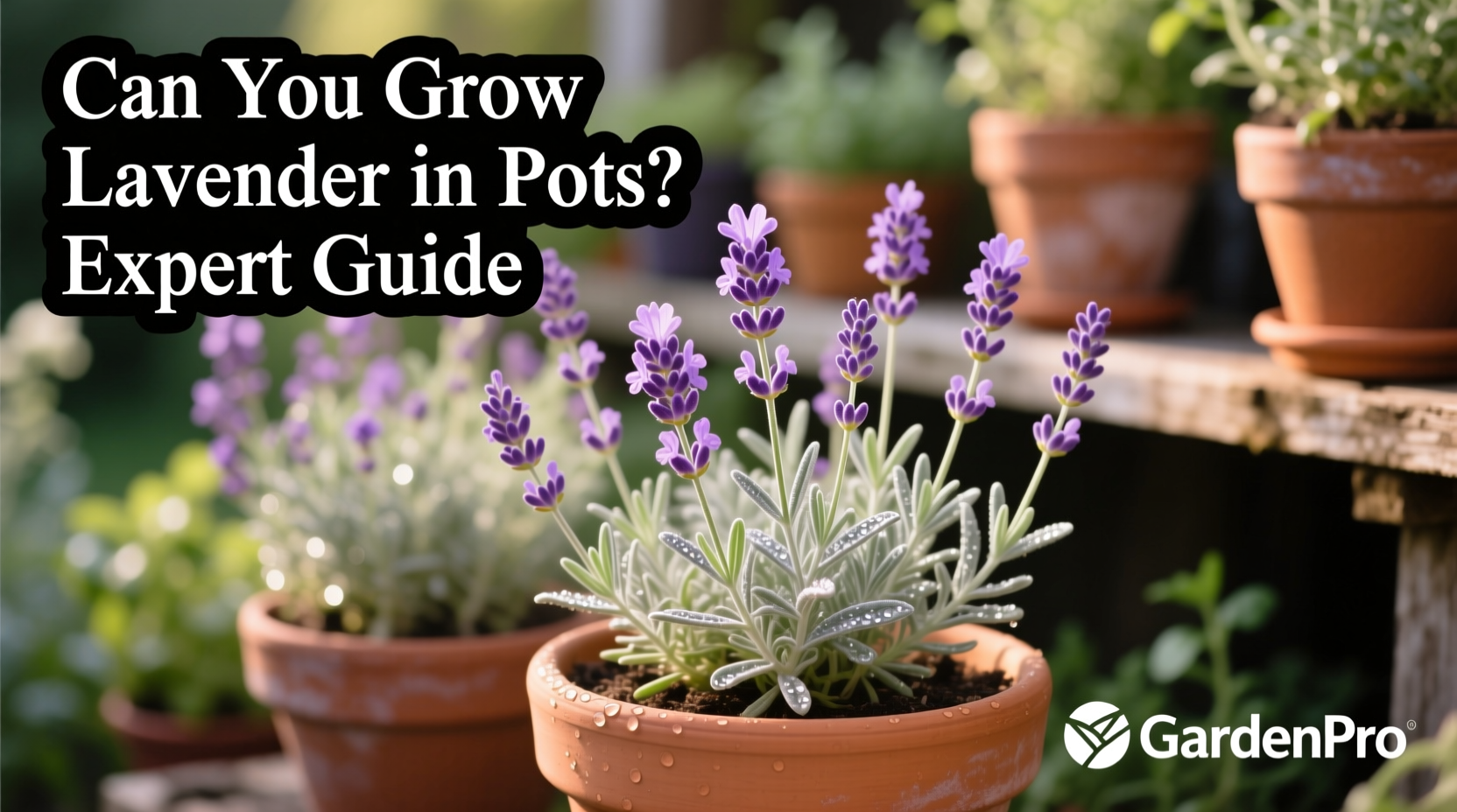 Can You Grow Lavender in Pots? Expert Guide