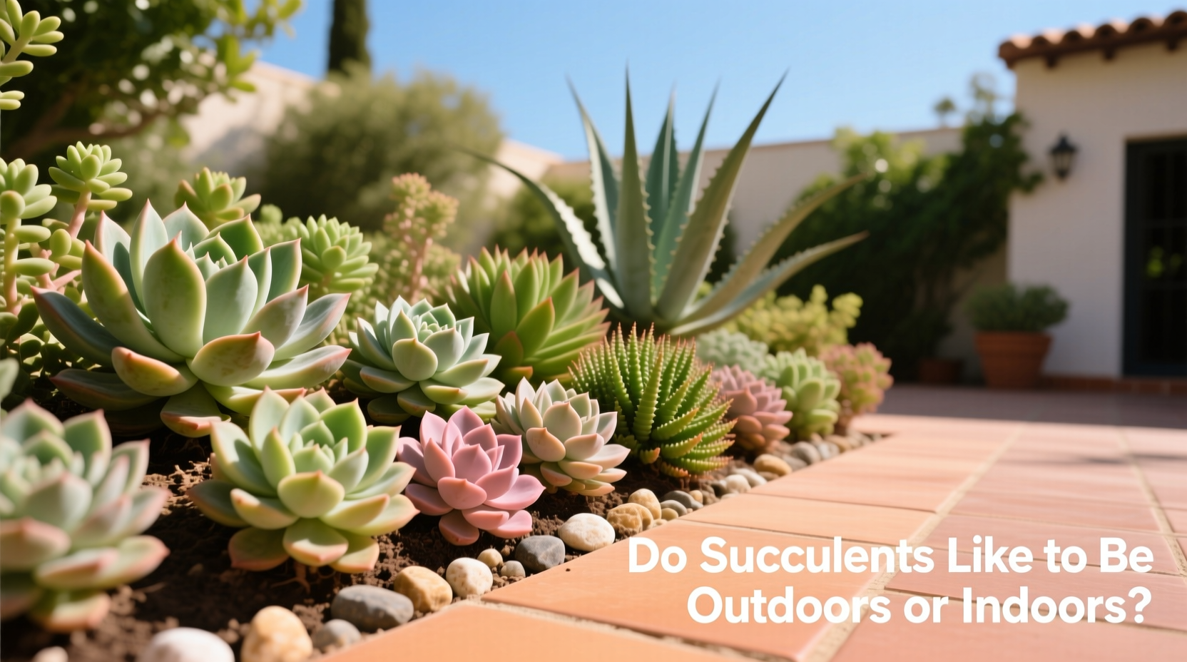 Do Succulents Like to Be Outdoors or Indoors?