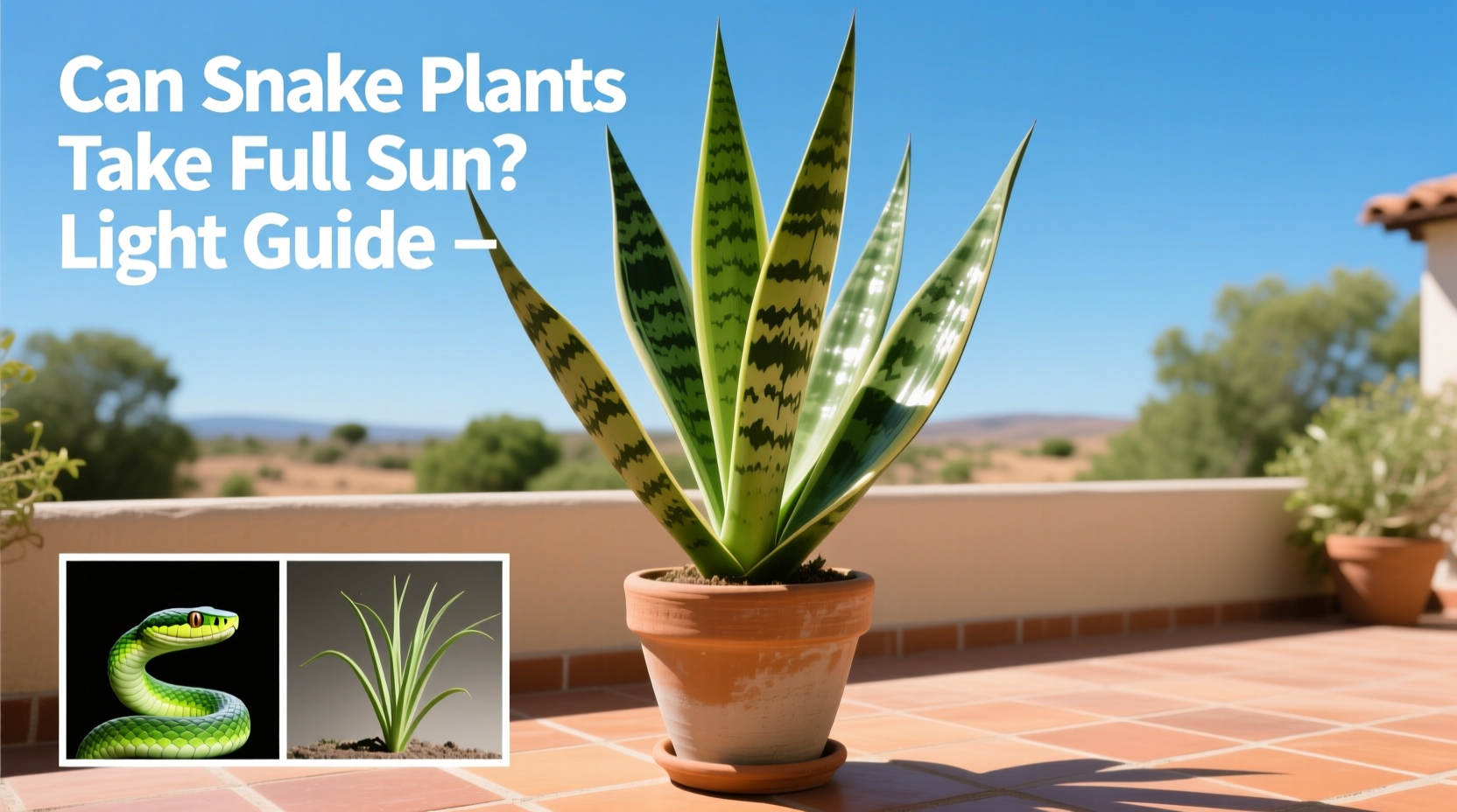 Can Snake Plants Take Full Sun? Light Guide