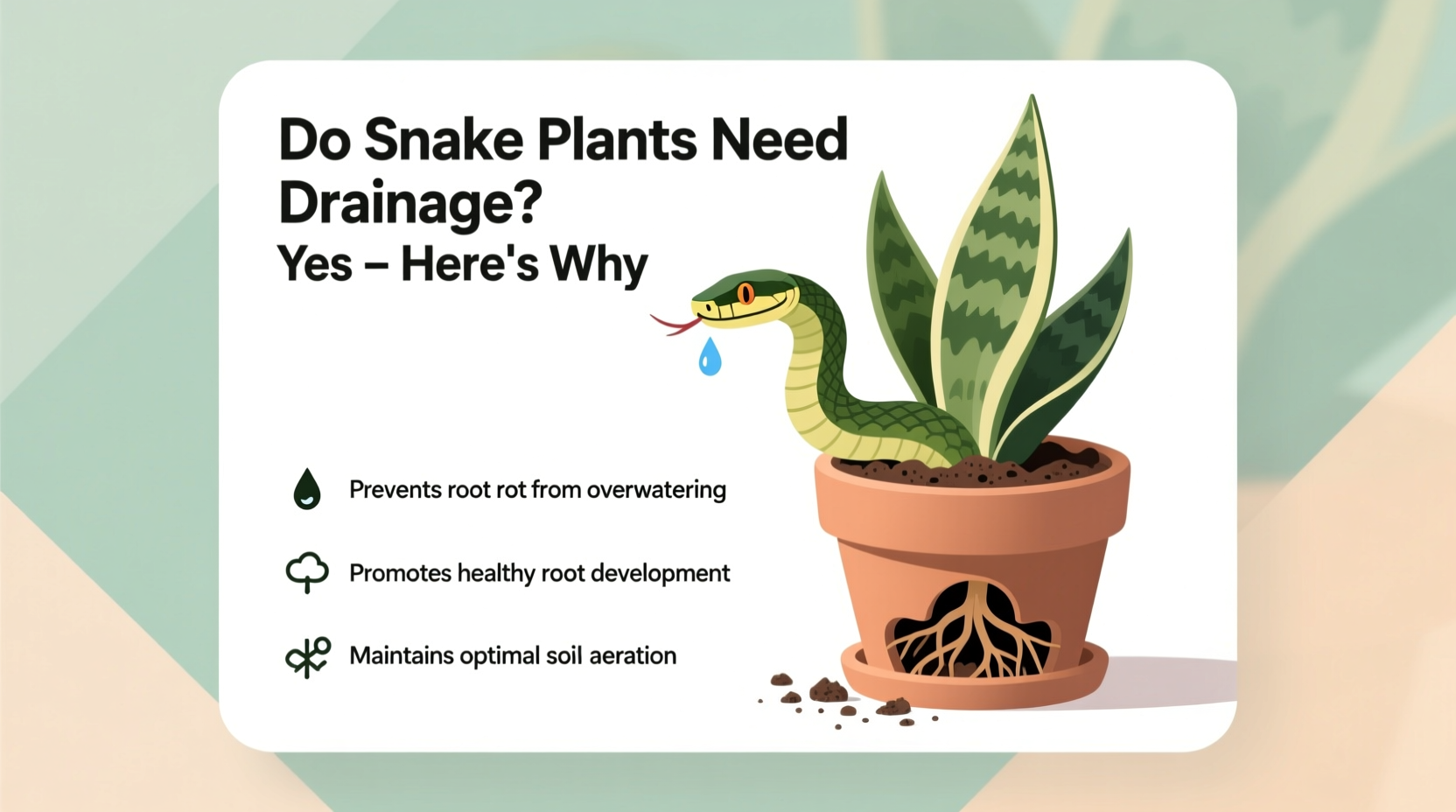 Do Snake Plants Need Drainage? Yes – Here's Why
