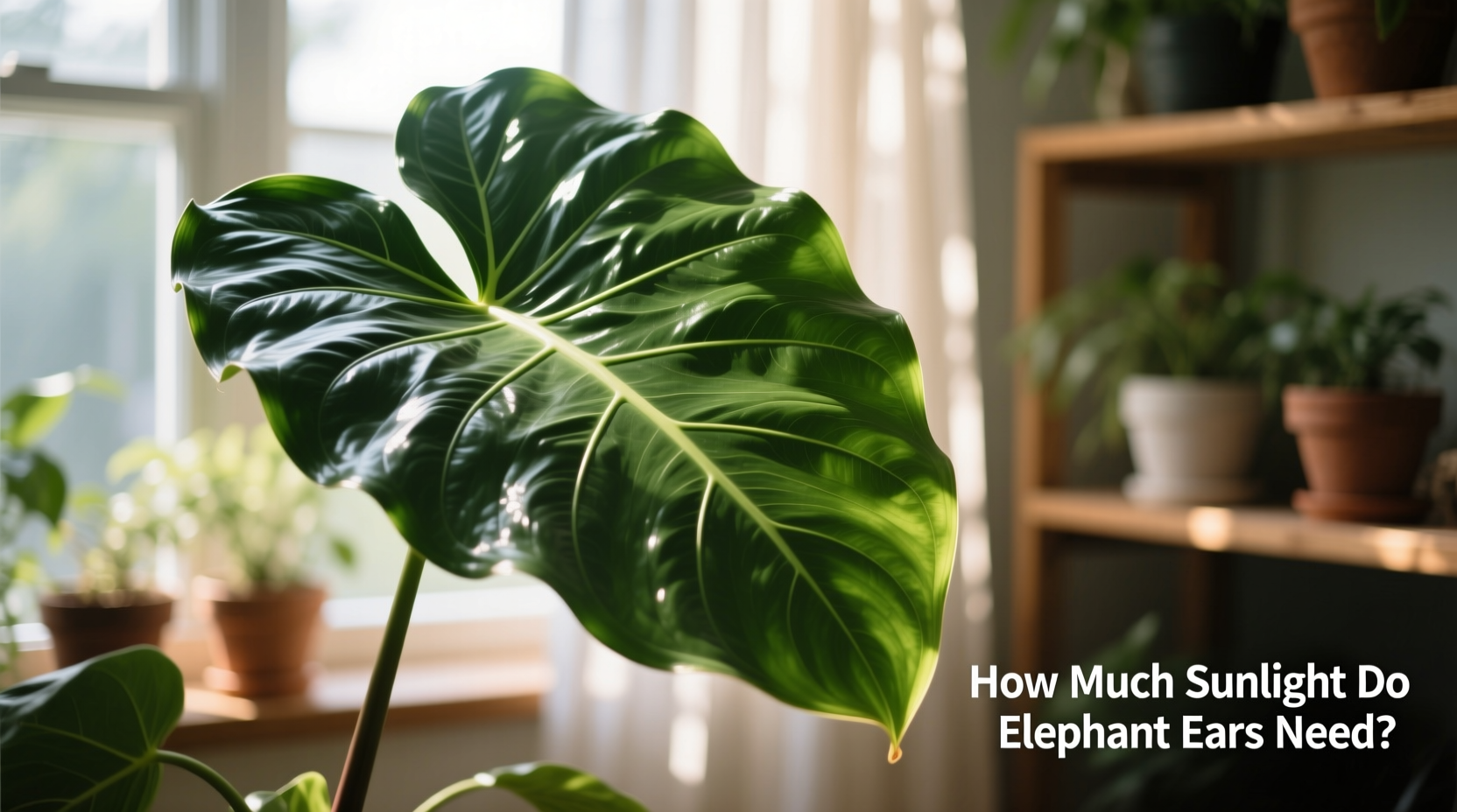 How Much Sunlight Do Elephant Ears Need?
