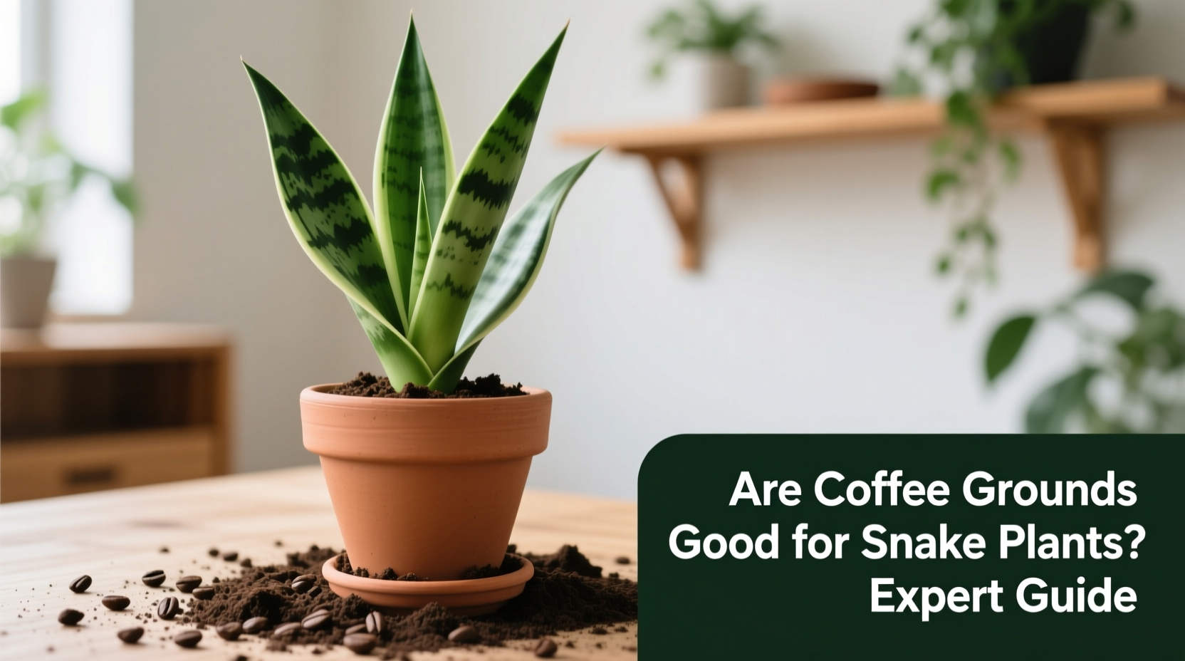 Are Coffee Grounds Good for Snake Plants? Expert Guide