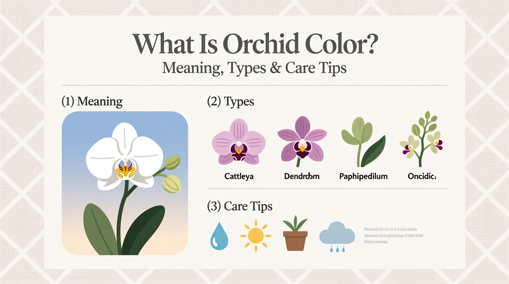 What Is Orchid Color? Meaning, Types & Care Tips