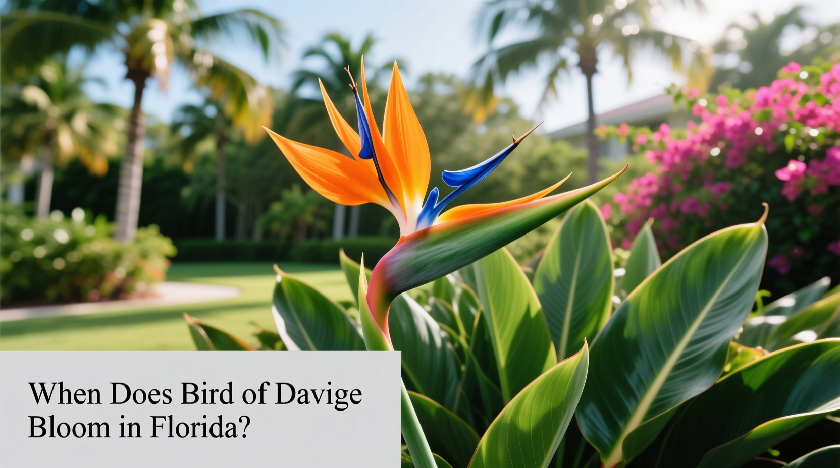 When Does Bird of Paradise Bloom in Florida?