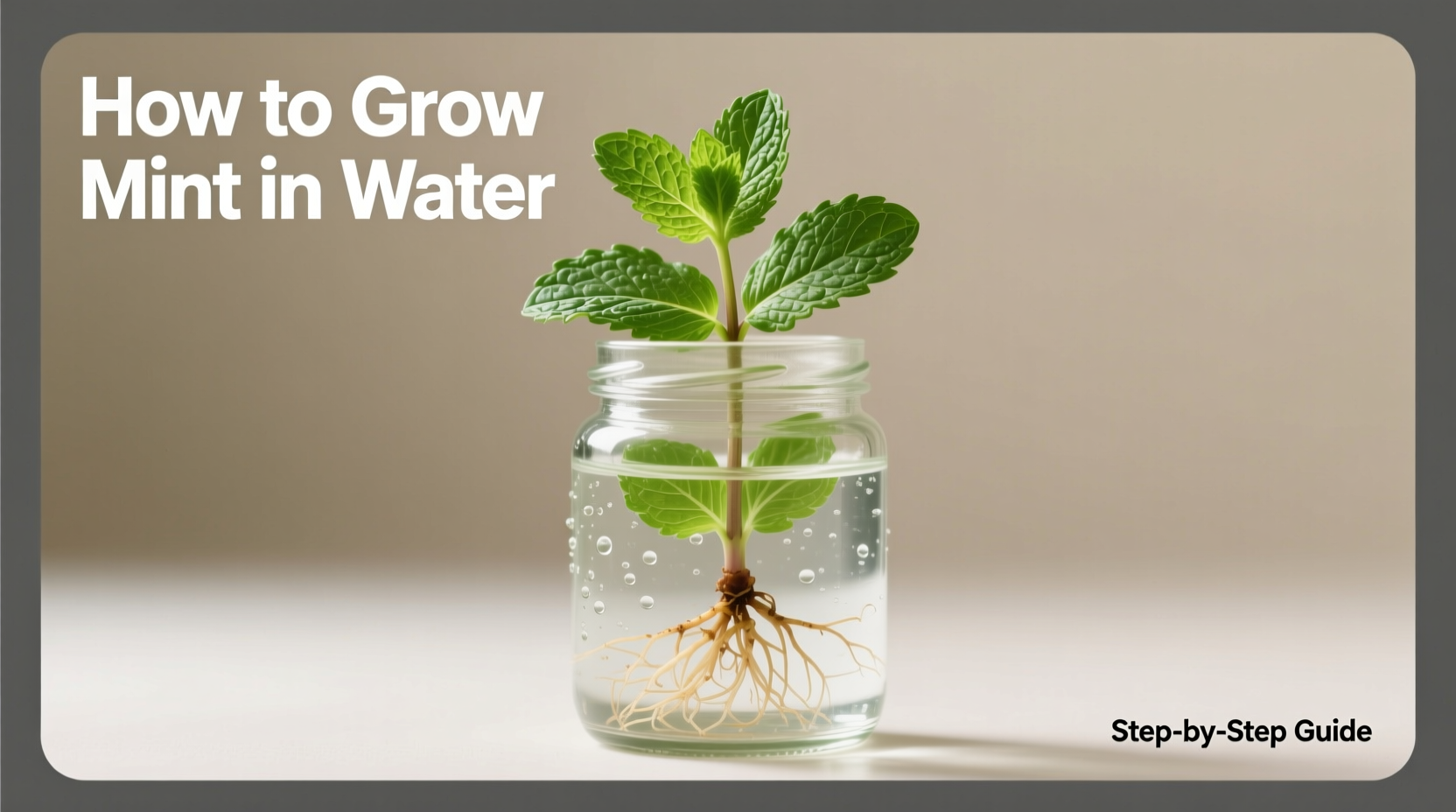 How to Grow Mint in Water: Easy Step-by-Step Guide
