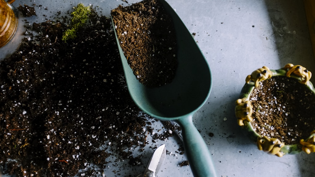 How to Propagate Sedum by Division