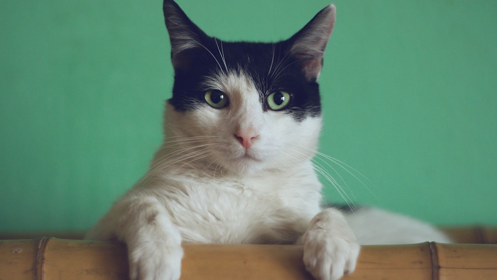Atlas Cat: World-Traveler Adapted Breed