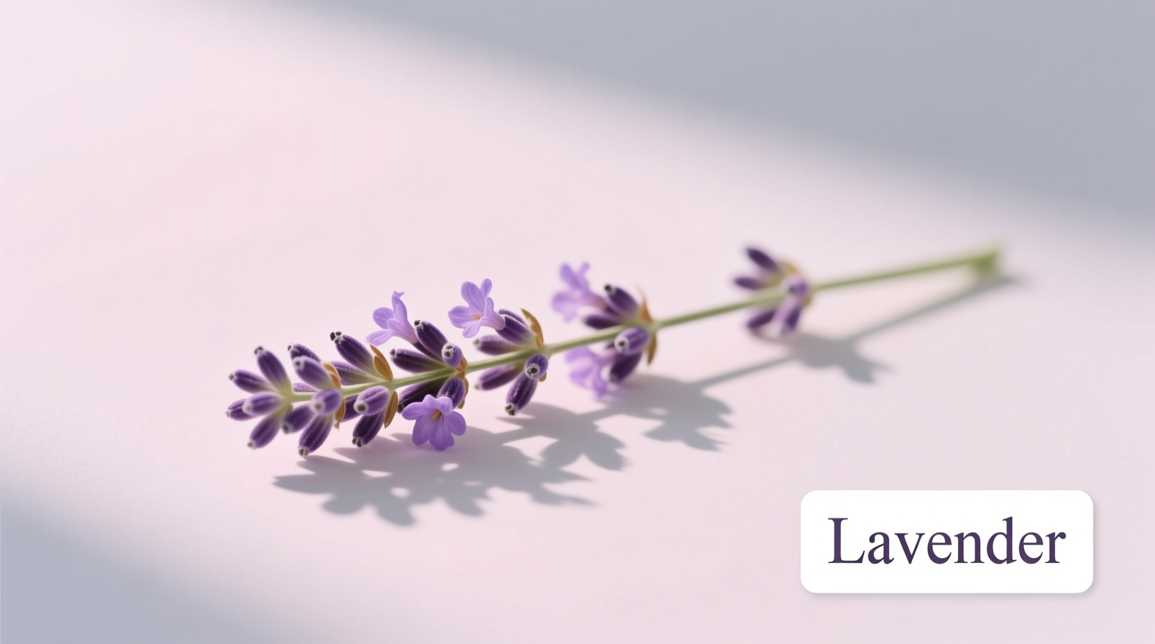 Is Lavender Pink or Purple? Color Guide & Facts