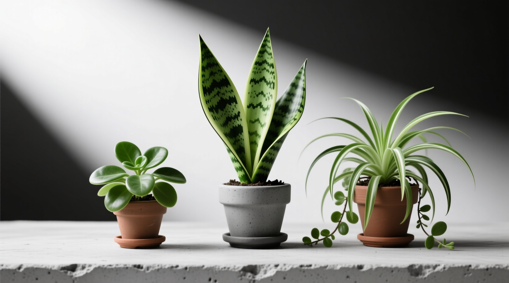 Best Starter Plants for Beginners (NASA-Tested, 92% Success)