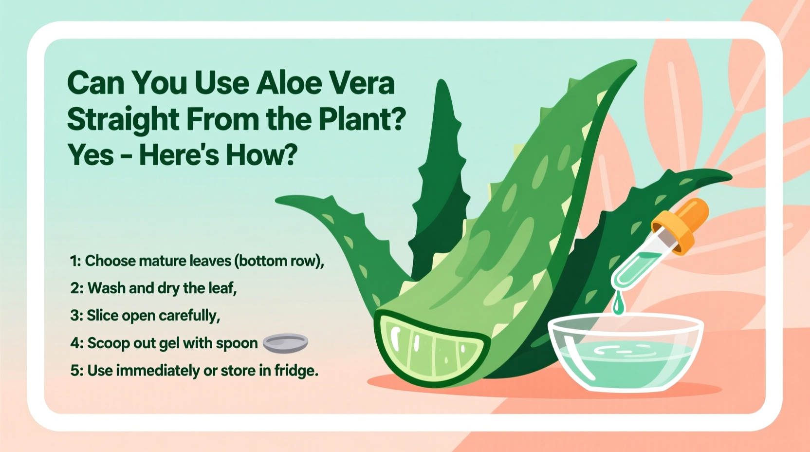 Can You Use Aloe Vera Straight From the Plant? Yes – Here's How