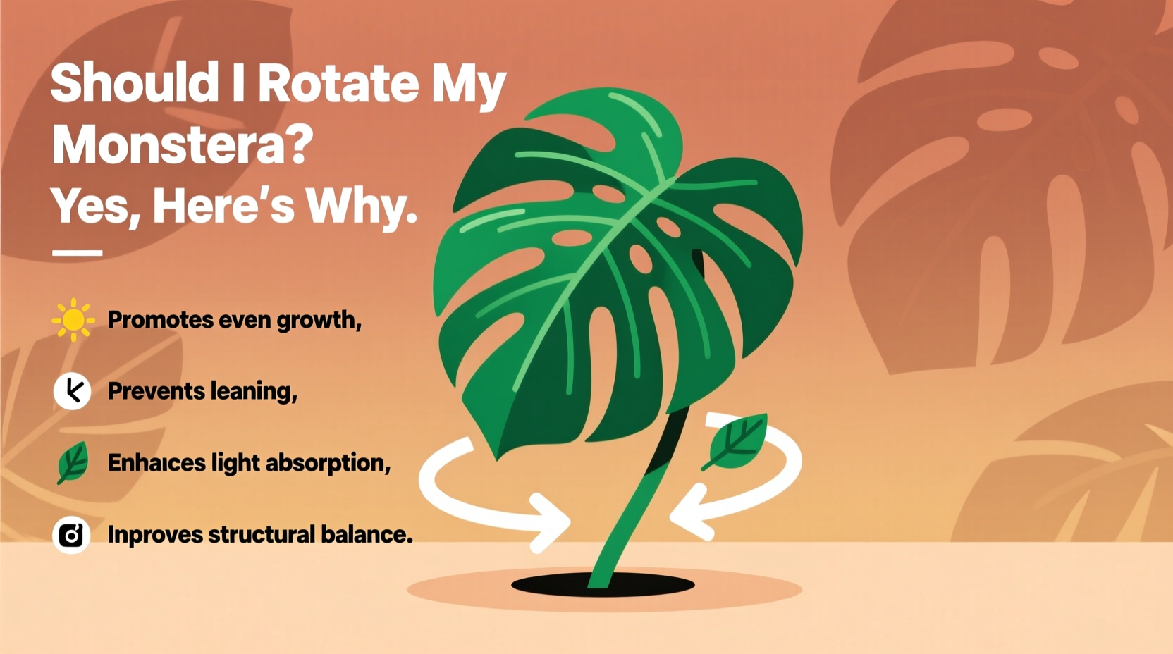 Should I Rotate My Monstera? Yes, Here's Why