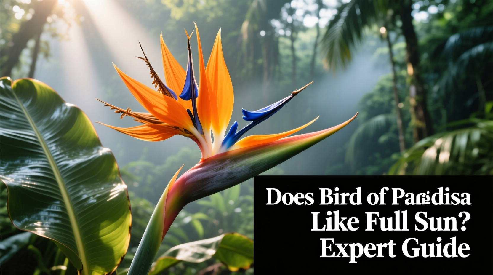 Does Bird of Paradise Like Full Sun? Expert Guide