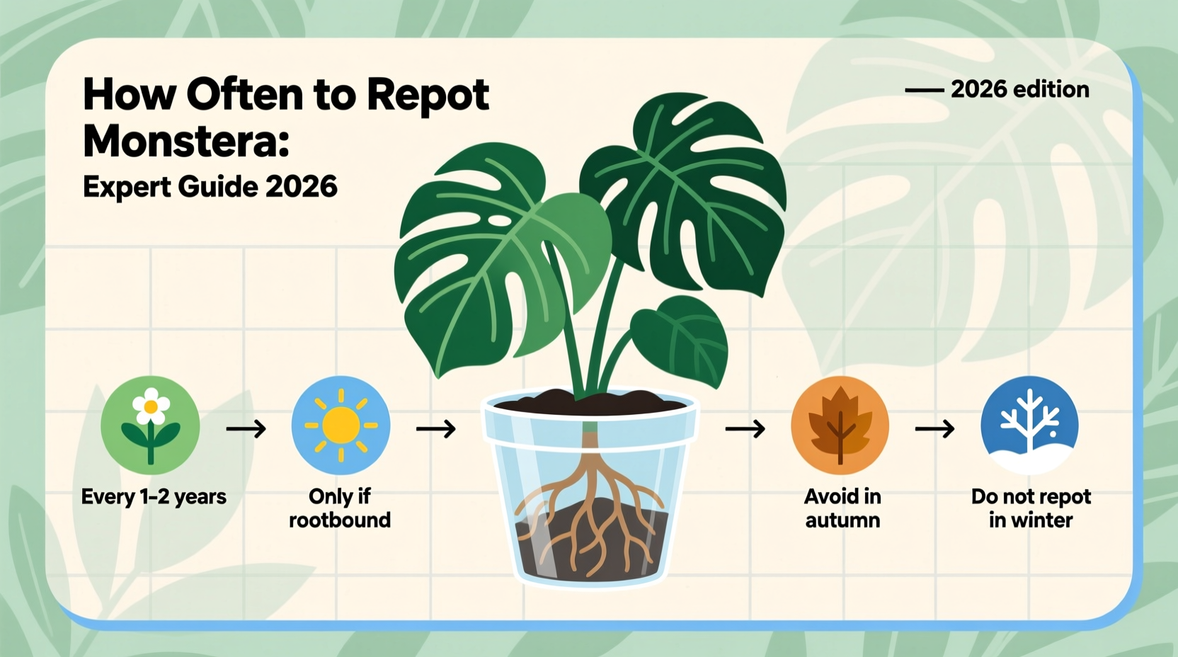 How Often to Repot Monstera: Expert Guide 2026