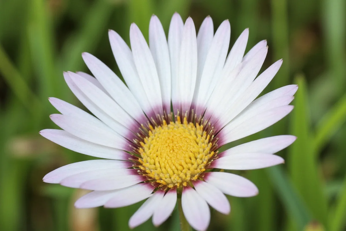 May 13 Snowball Flower Guide | TheHomeSprouts
