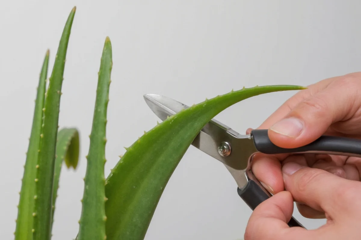 Cut Aloe Vera: 5 Safe Steps | TheHomeSprouts