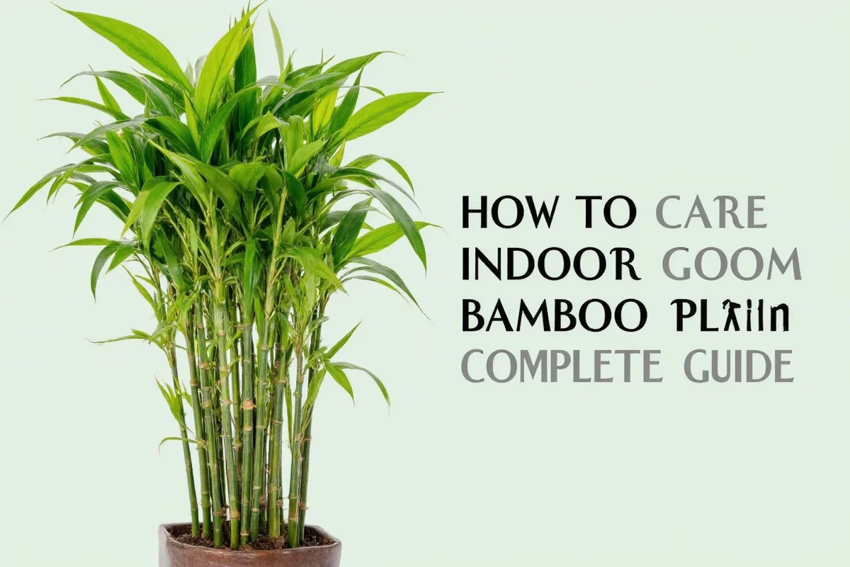 5 Bamboo Plant Care Tips | TheHomeSprouts
