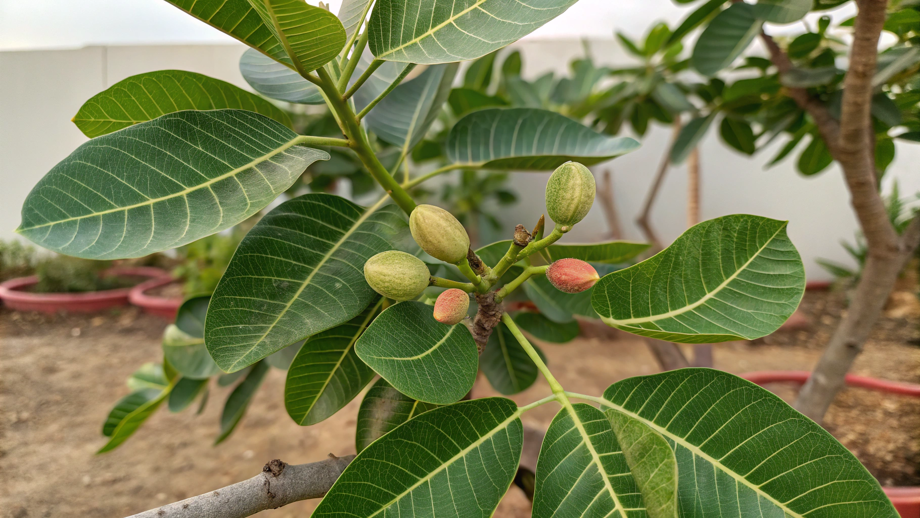 Pistachio Plant: Cultivation, Care, and Benefits