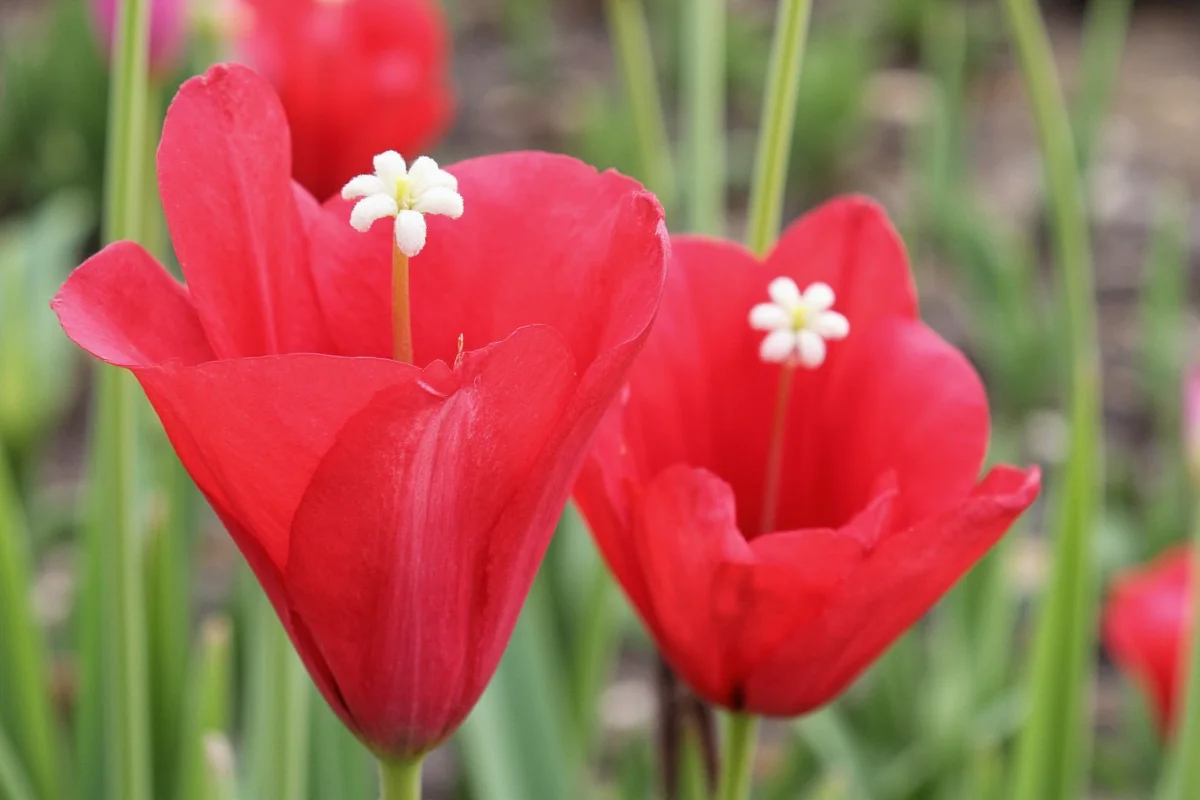 January 15 Birth Flower: Arum Care Guide | TheHomeSprouts