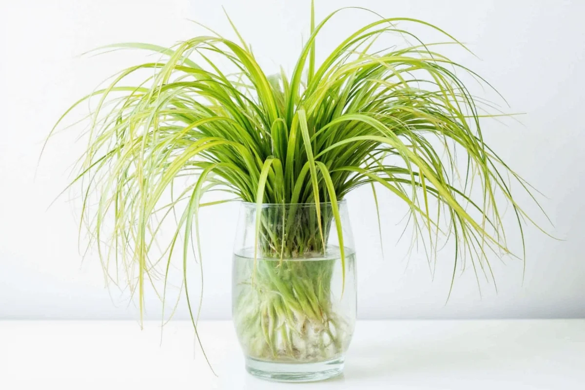 Grow Spider Plants in Water: 5 Expert Tips | TheHomeSprouts