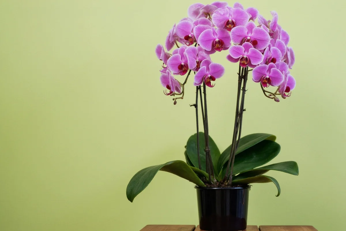 7 Orchid Care Secrets for Blooms | TheHomeSprouts