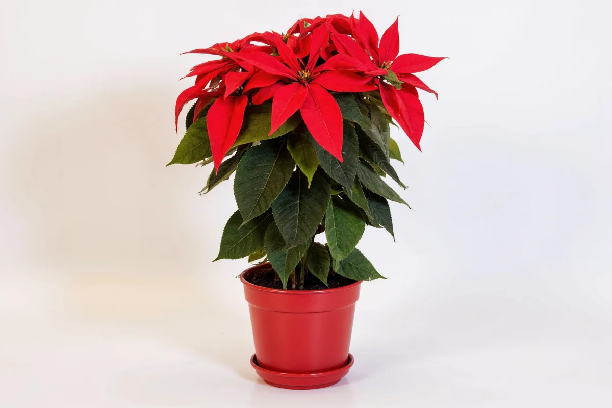 5 Poinsettia Care Tips for Year-Round | TheHomeSprouts