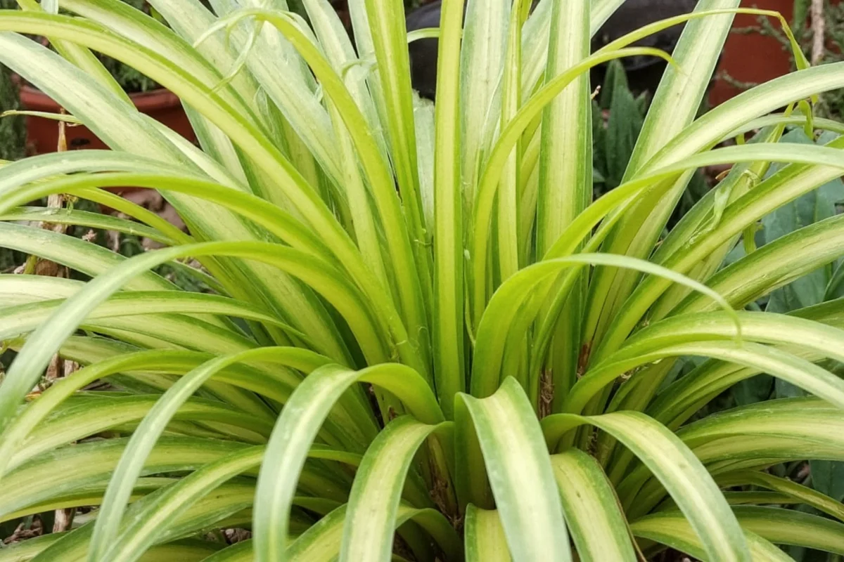 Spider Plant Light Guide: 5 Tips | TheHomeSprouts