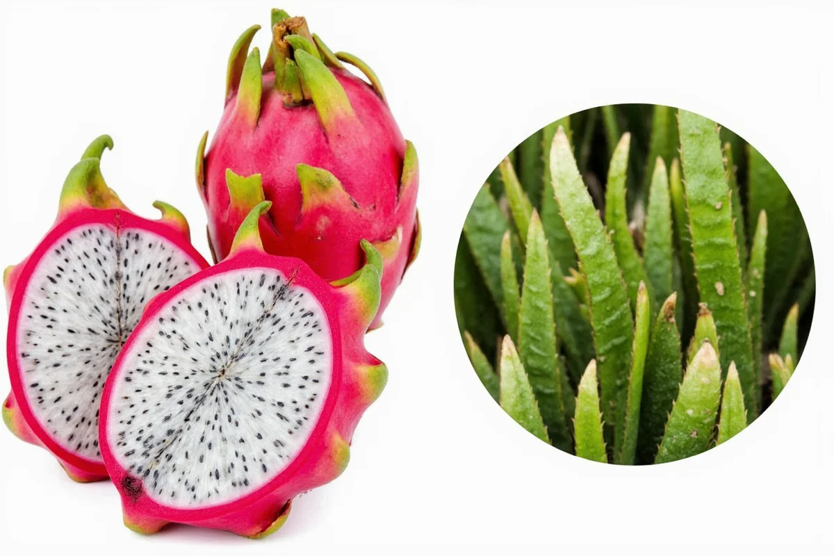 Grow Dragon Fruit: 7 Expert Tips | TheHomeSprouts