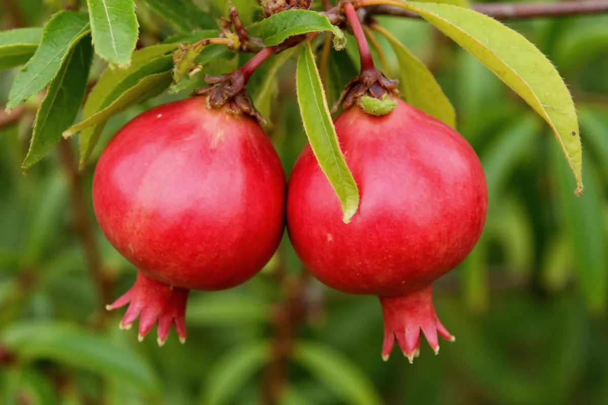 October 26 Pomegranate: 5 Care Tips | TheHomeSprouts