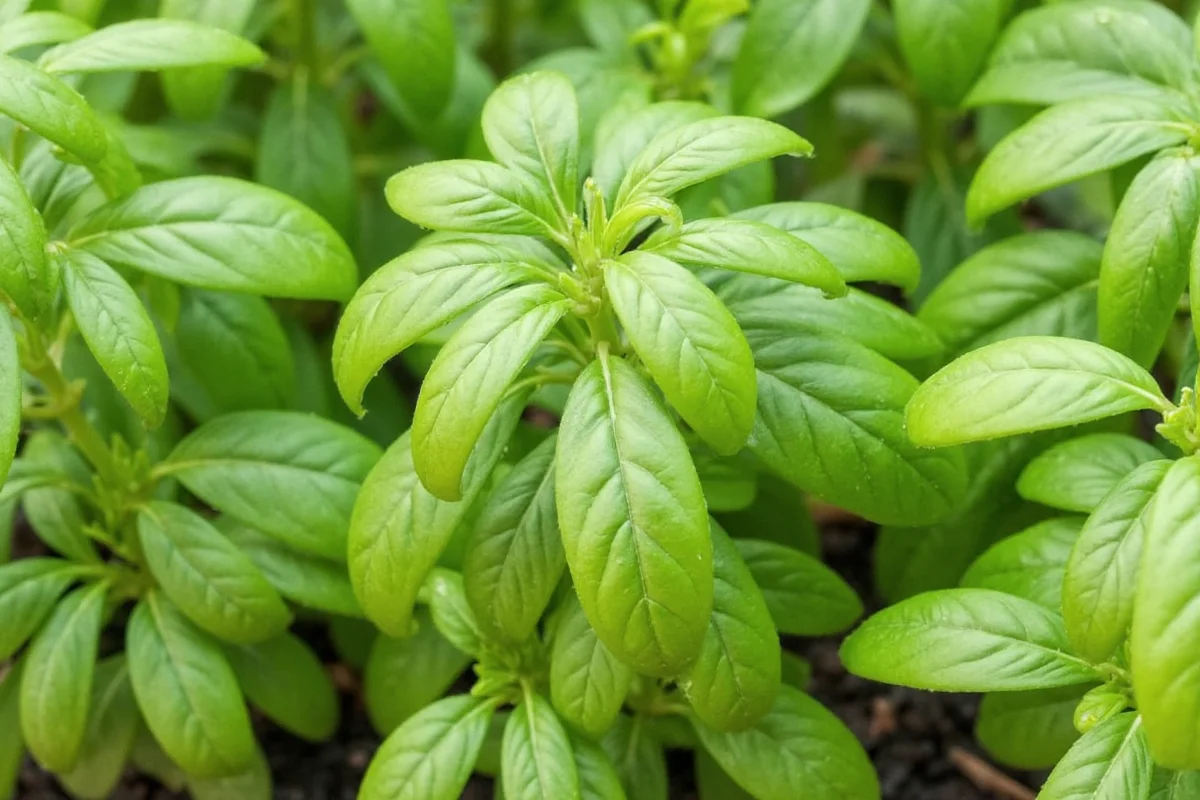 5 Reasons Your Basil Droops (& How to Fix) | TheHomeSprouts