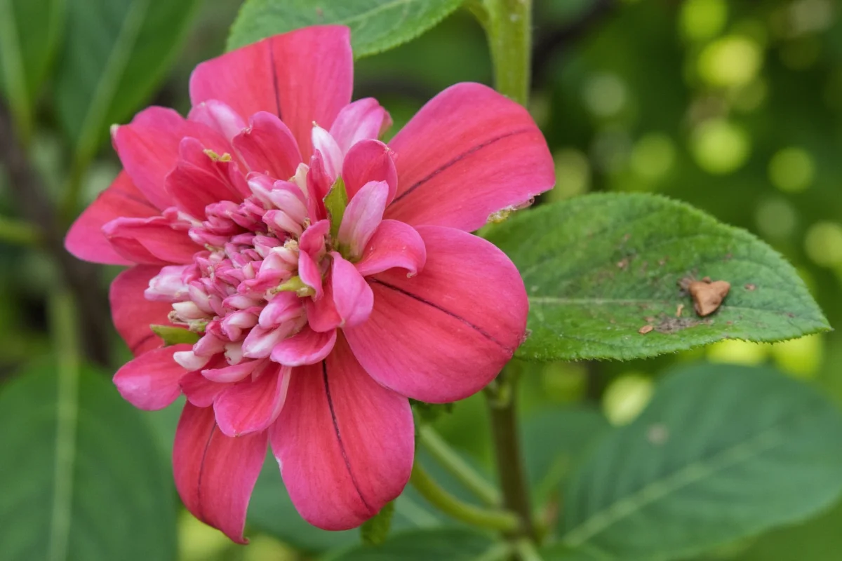 7 Plant Care Secrets for 2025 | TheHomeSprouts