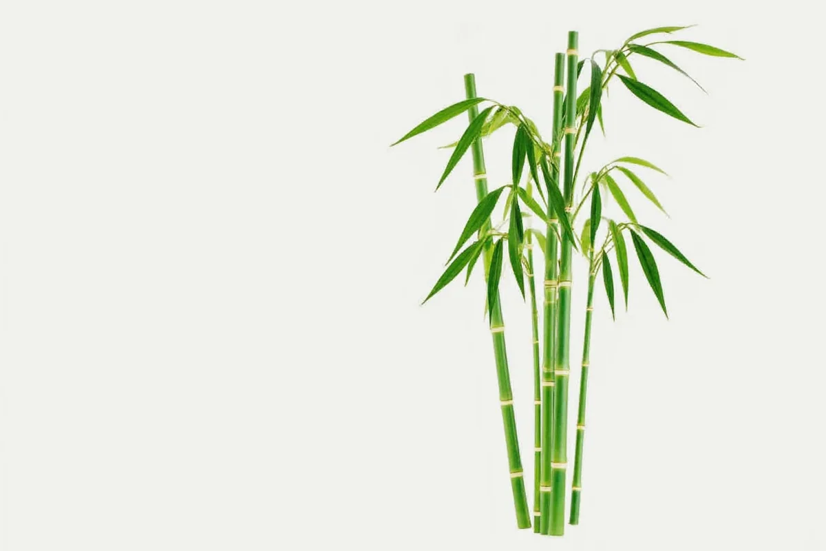 7 Meanings of Bamboo Plants | TheHomeSprouts