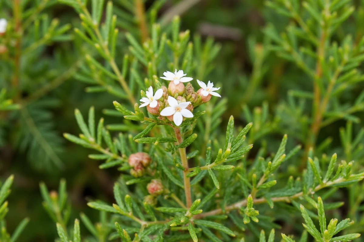 December 18 Birth Flower: Juniper Guide | TheHomeSprouts