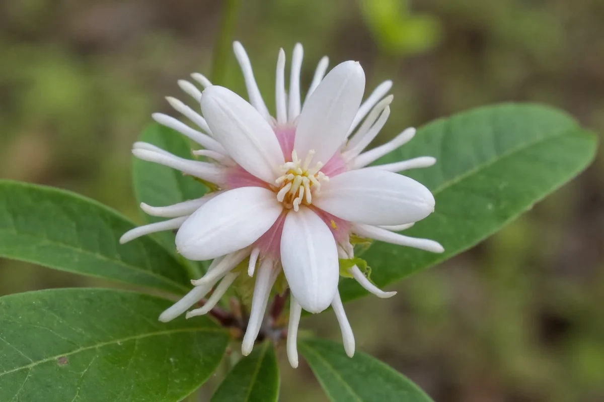 January 14 Birth Flower: Hazel Meaning | TheHomeSprouts