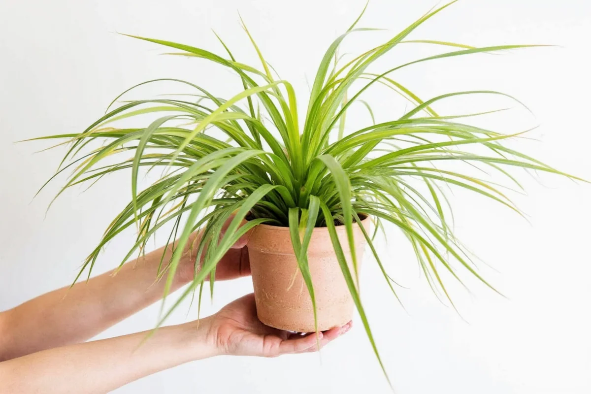 Air Plant Care: 5 Watering Secrets | TheHomeSprouts