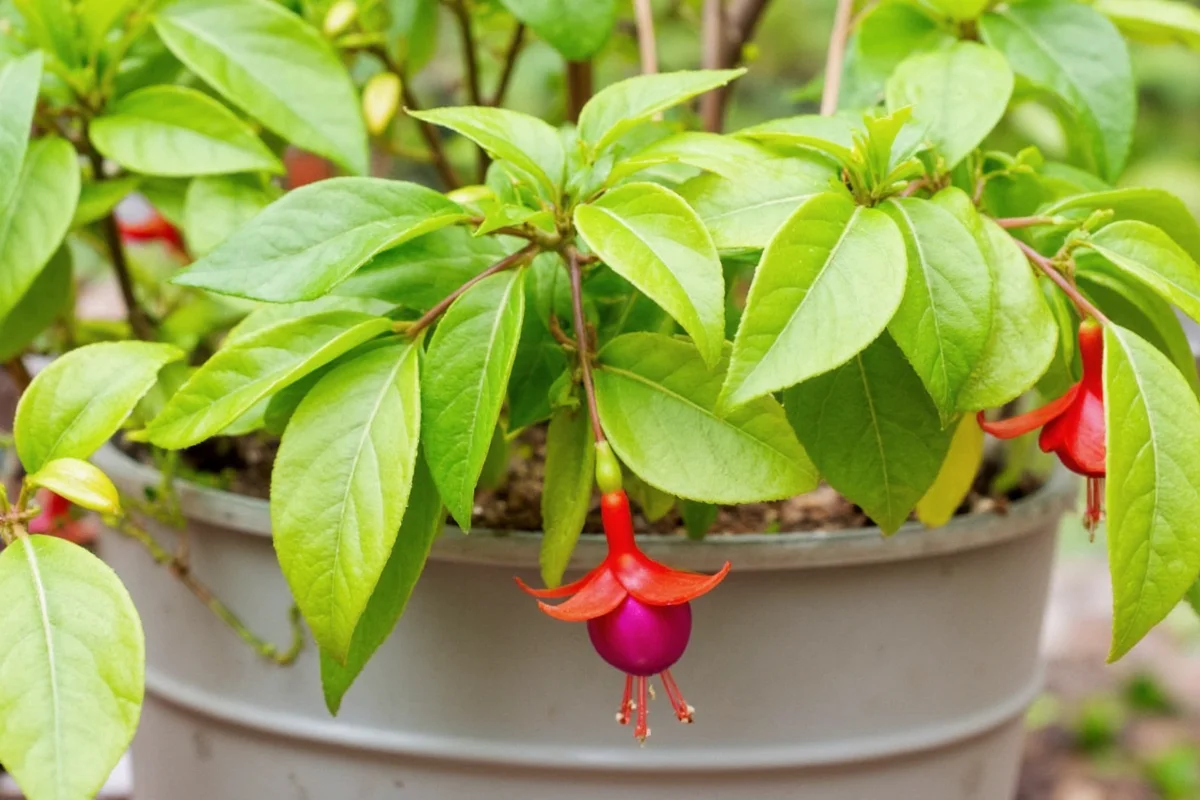 Fuchsia Plant Care: 5 Tips for Blooms | TheHomeSprouts