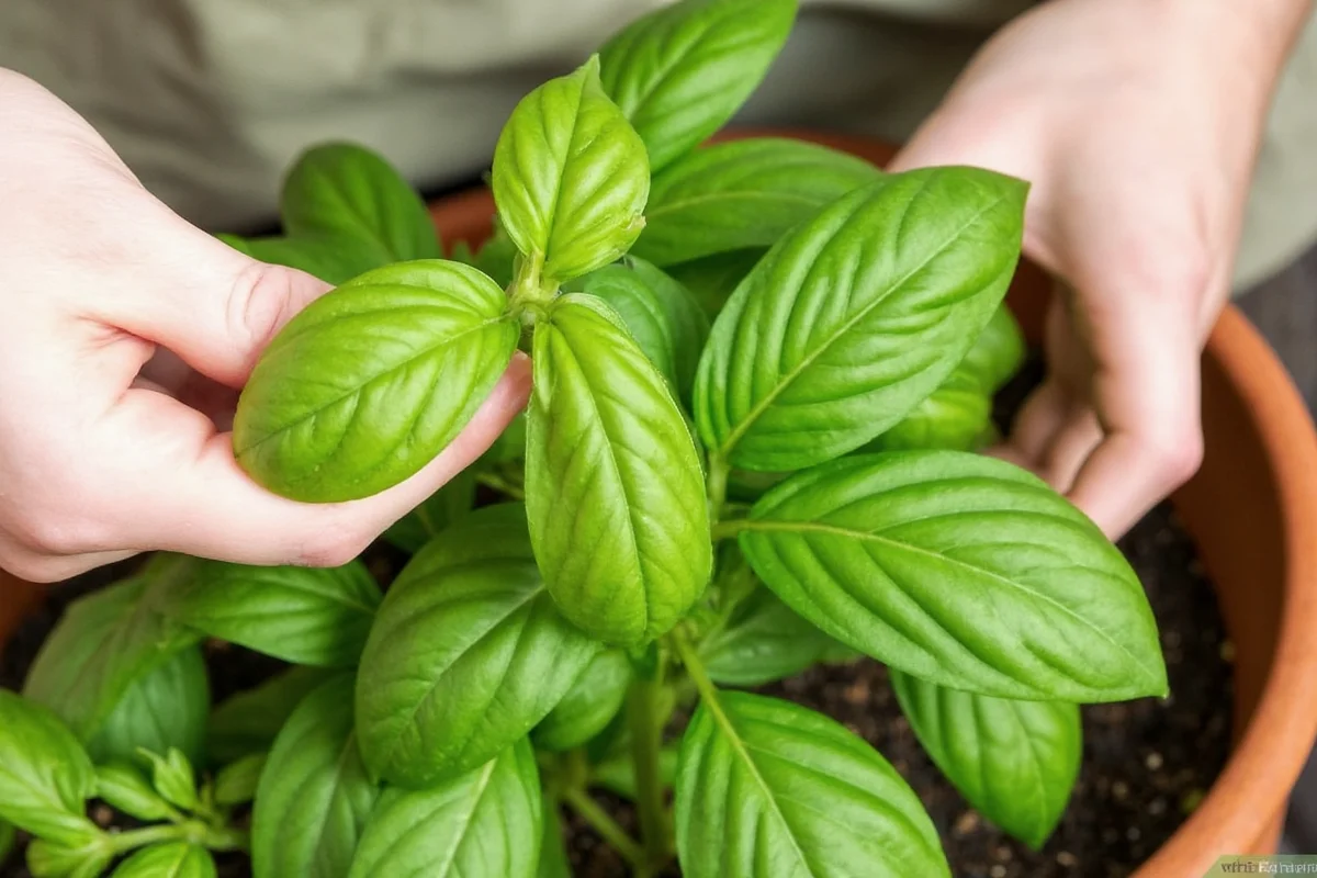 5 Ways to Cut Basil (No Damage) | TheHomeSprouts