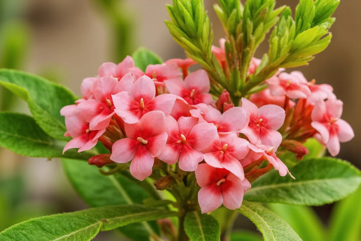 Kalanchoe Plant Care: 5 Tips for Success | TheHomeSprouts