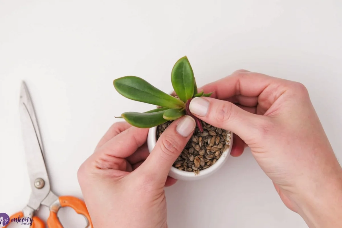 Grow 10 Succulents From 1 Leaf | TheHomeSprouts