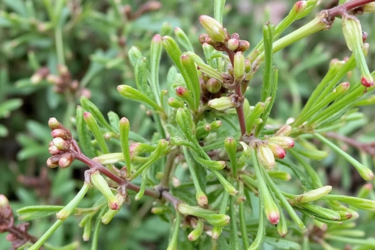 December 5 Birth Flower: Cedar Guide | TheHomeSprouts