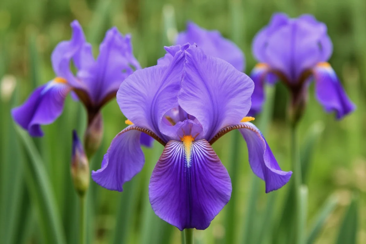 February 18 Birth Flower: Iris Meaning | TheHomeSprouts