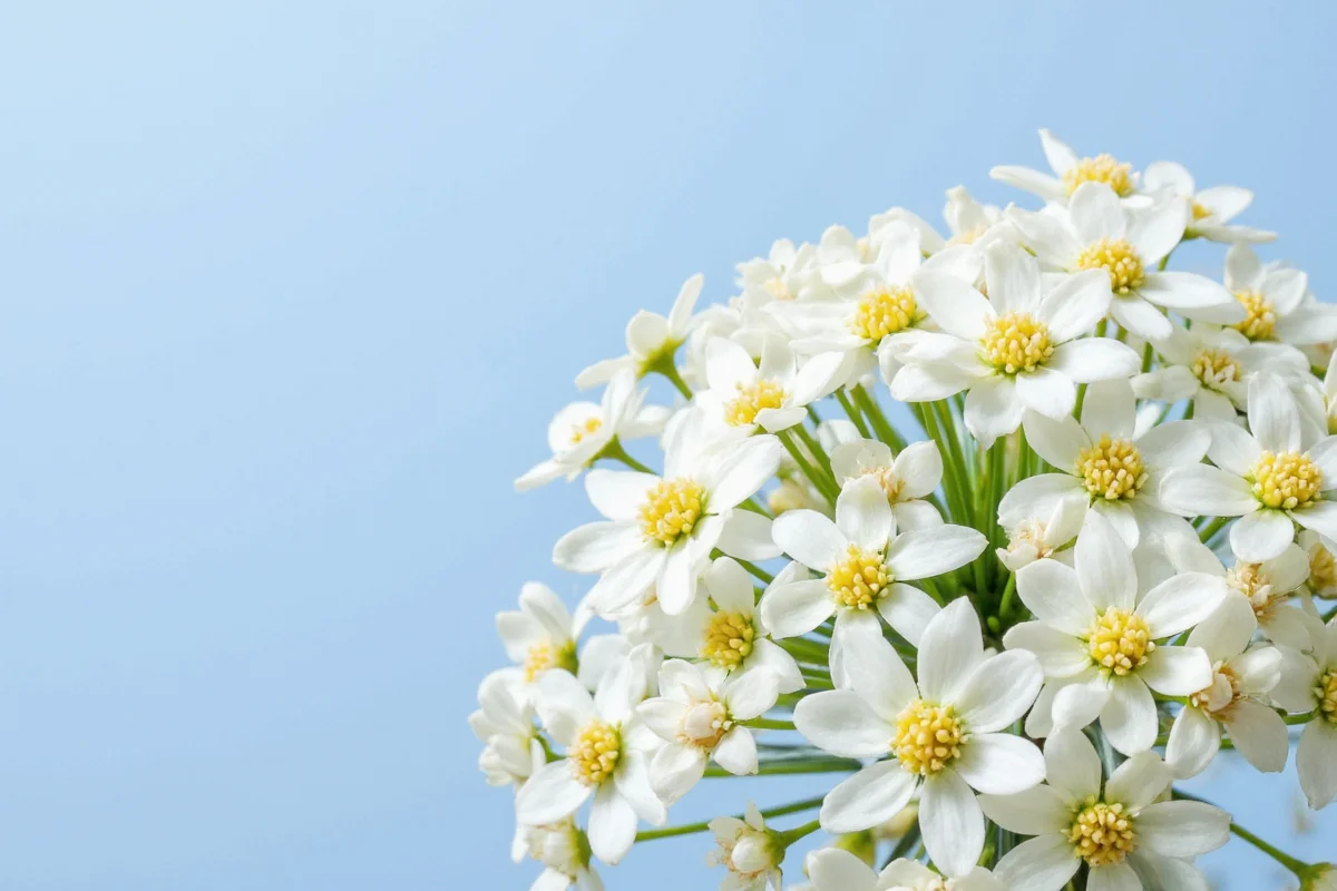 March 8 Birth Flower: Edelweiss Meaning | TheHomeSprouts