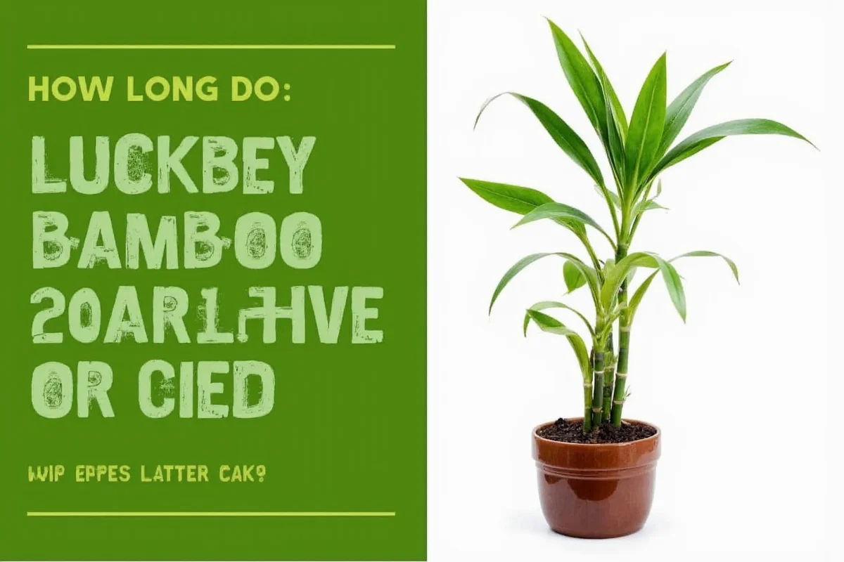 Lucky Bamboo Lifespan: 10+ Years Guide | TheHomeSprouts