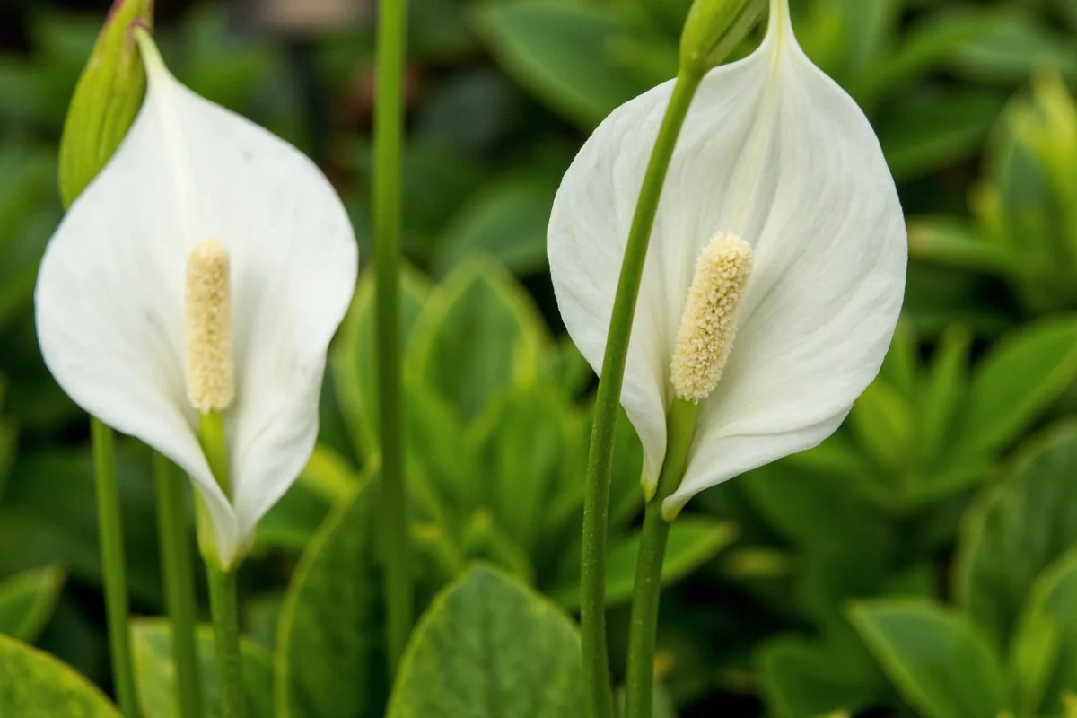 5 Reasons Your Peace Lily Droops | TheHomeSprouts