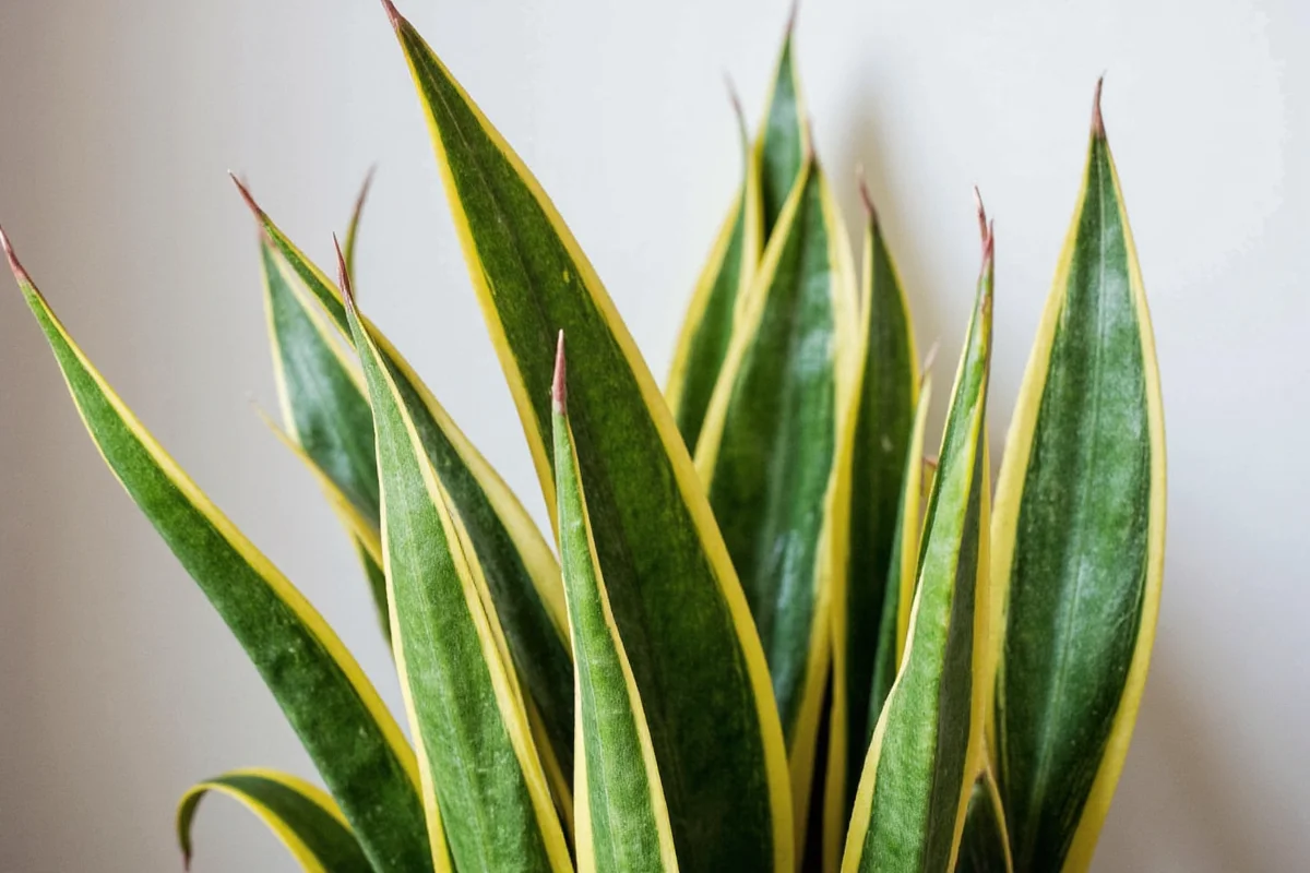 Do Snake Plants Really Clean Air? | TheHomeSprouts