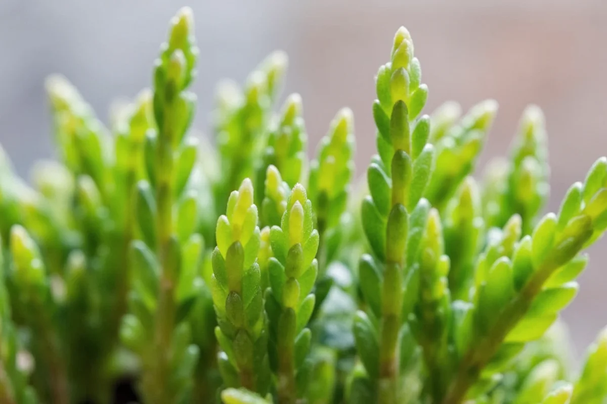 Jade Plant Light Guide: 5 Tips | TheHomeSprouts
